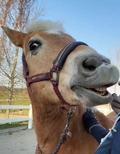 lachendes Pferd in Nahaufnahme
